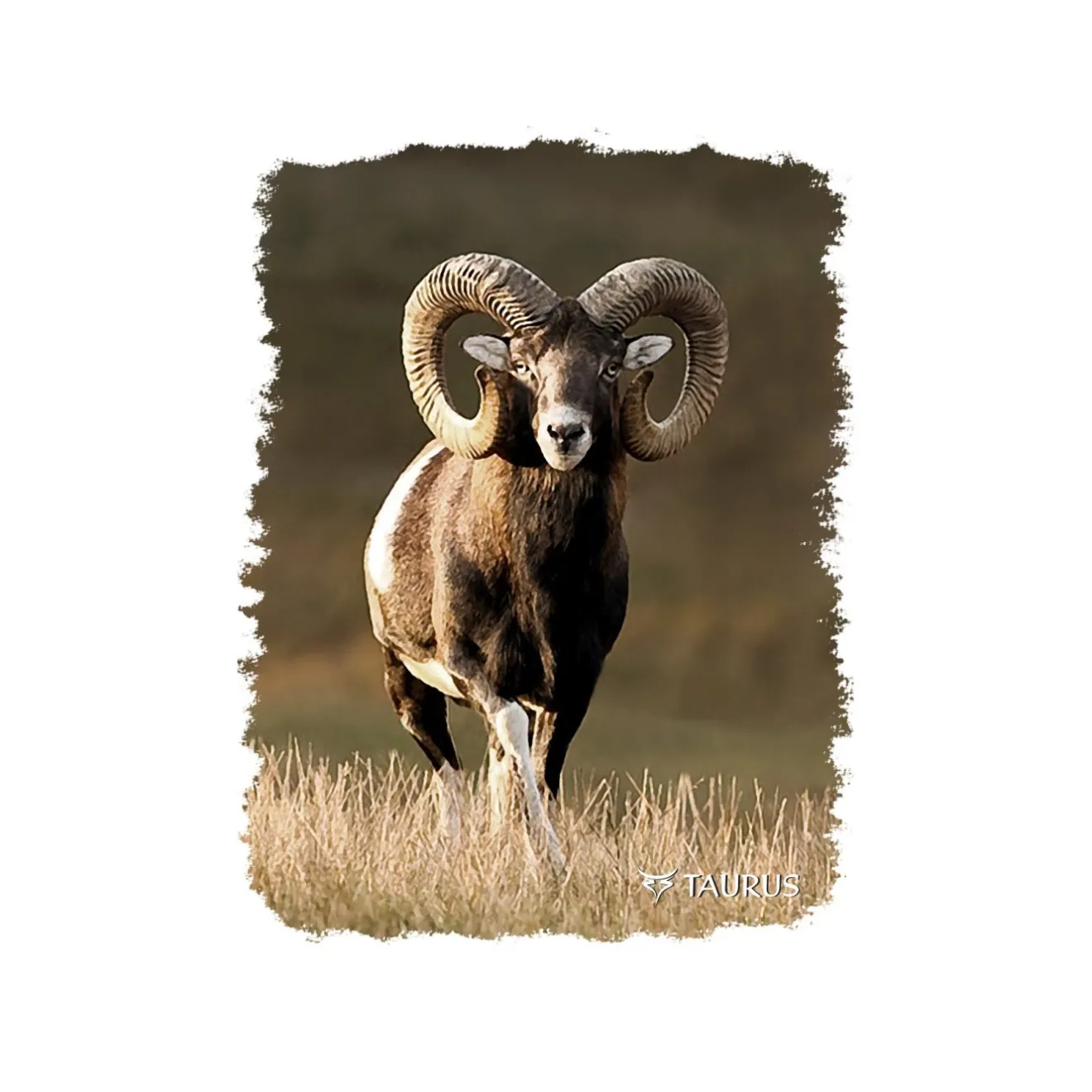 koszulka_taurus_mufflon_1.webp Taurus Koszulki | Koszulki Myśliwskie | Koszulka Mufflon